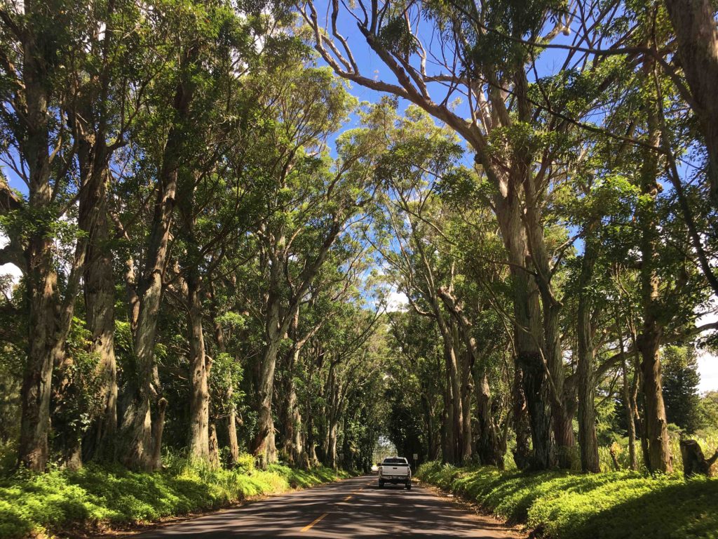 Kauai's Tunnel of Trees