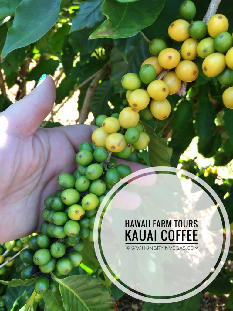 Free things to do on Kauai: Visiting Kauai Coffee farm near Poipu